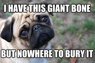 First World Dog Problems