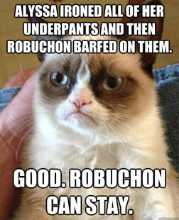 Grumpy cat