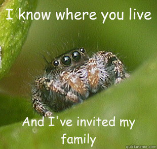 Misunderstood Spider