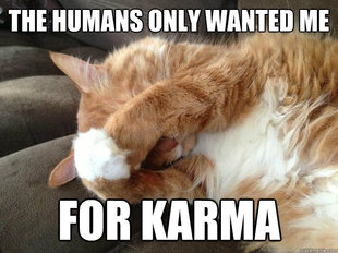 First World Cat Problems