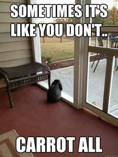 Facing Reality Bunny