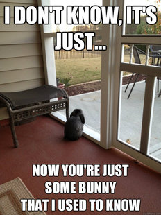 Facing Reality Bunny