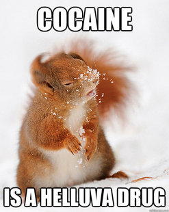 cover squirrel