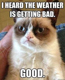 Grumpy cat