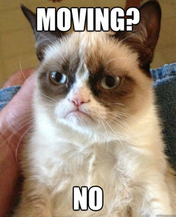 Grumpy cat
