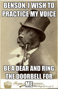 Old Money Dog