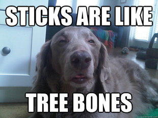10 Dog