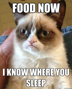 Grumpy cat