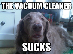 10 Dog