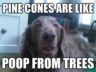 10 Dog