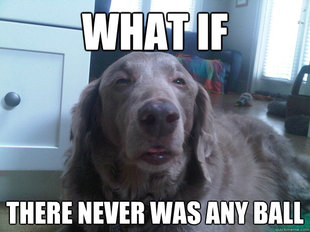 10 Dog