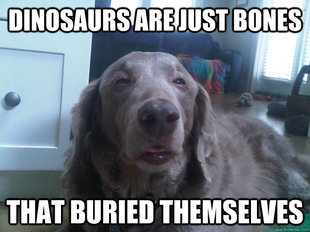 10 Dog