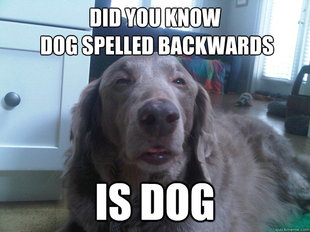 10 Dog