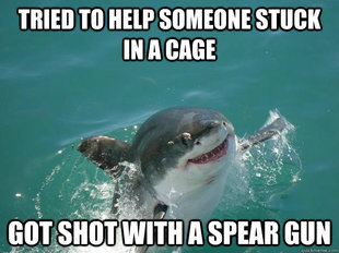 Misunderstood Shark