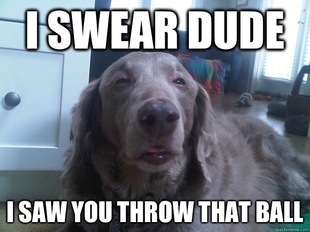 10 Dog