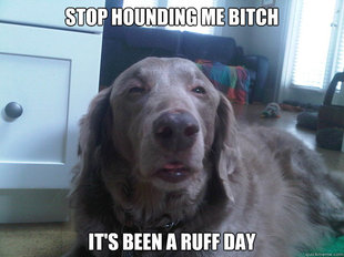 10 Dog