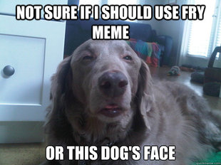10 Dog