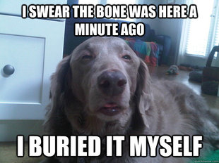 10 Dog