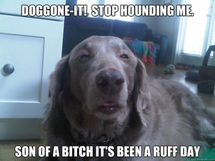 10 Dog