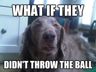 10 Dog