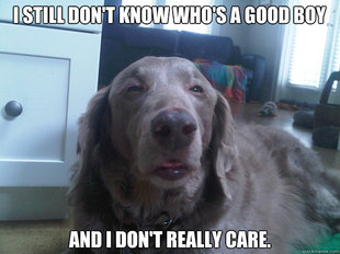 10 Dog