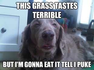 10 Dog