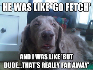 10 Dog