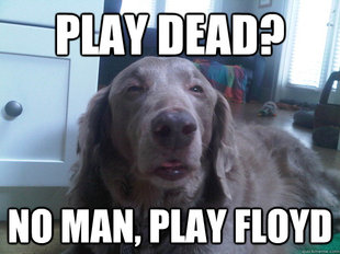 10 Dog