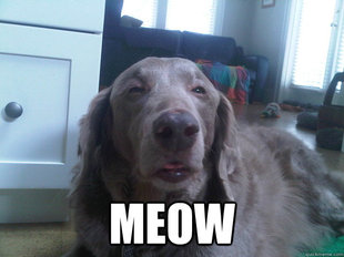 10 Dog