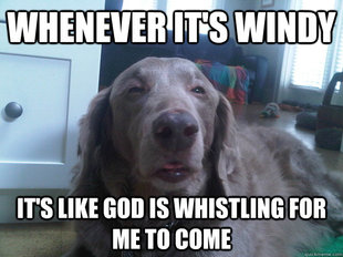10 Dog