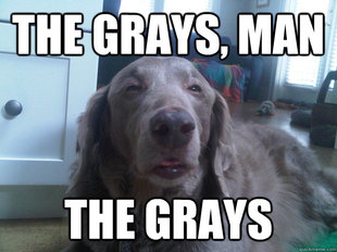 10 Dog