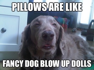 10 Dog