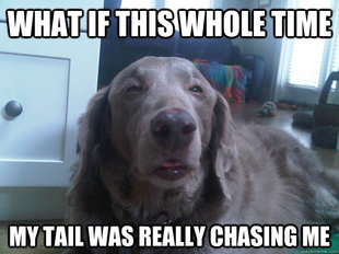10 Dog