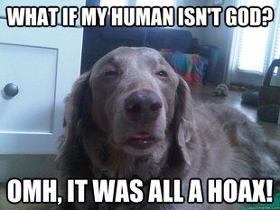 10 Dog