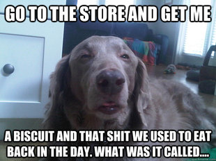 10 Dog
