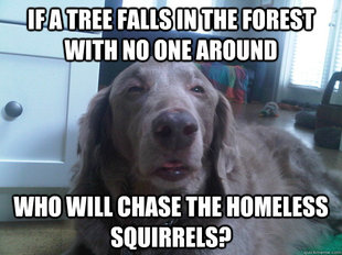 10 Dog
