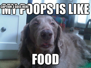 10 Dog