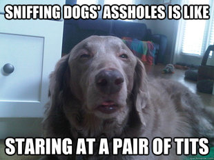 10 Dog