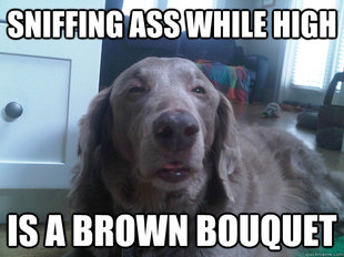 10 Dog