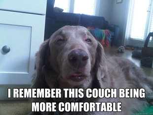 10 Dog