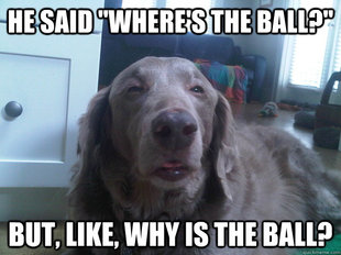 10 Dog