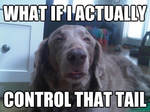 10 Dog