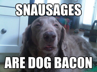10 Dog