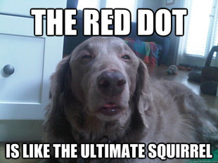 10 Dog