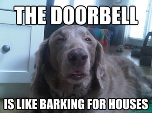 10 Dog