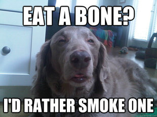 10 Dog