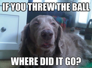 10 Dog