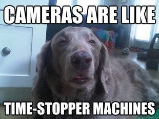 10 Dog