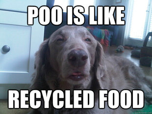 10 Dog