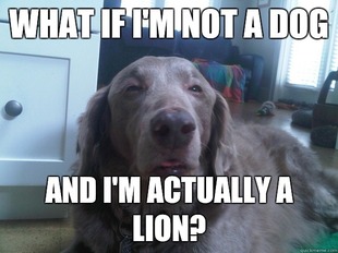 10 Dog